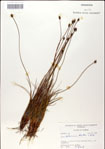 000049817-thumbnail.jpg
