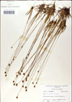 000049867-thumbnail.jpg