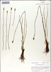 000049890-thumbnail.jpg