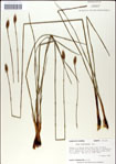 000049934-thumbnail.jpg