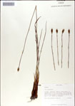 000049936-thumbnail.jpg