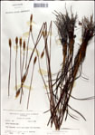 000049937-thumbnail.jpg