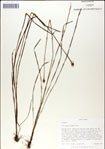 000049943-thumbnail.jpg