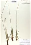 000049945-thumbnail.jpg