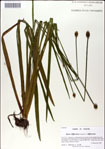000049954-thumbnail.jpg