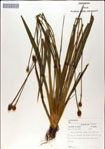 000049960-thumbnail.jpg