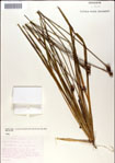 000049964-thumbnail.jpg