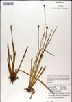 000049965-thumbnail.jpg