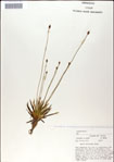000049990-thumbnail.jpg