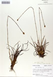 000050026-thumbnail.jpg