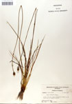 000050032-thumbnail.jpg