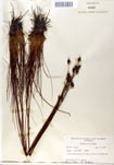 000050033-thumbnail.jpg