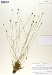 000050037-thumbnail.jpg