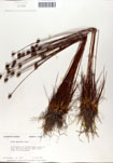 000050073-thumbnail.jpg
