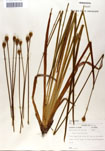 000050111-thumbnail.jpg