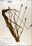 000050138-thumbnail.jpg