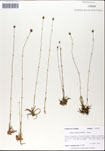 000050163-thumbnail.jpg