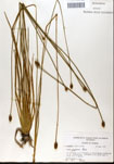 000050239-thumbnail.jpg