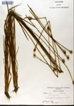000050243-thumbnail.jpg