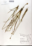 000050244-thumbnail.jpg