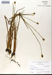 000050245-thumbnail.jpg