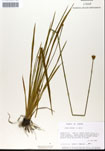 000050257-thumbnail.jpg