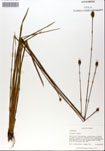 000050263-thumbnail.jpg
