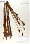 000050270-thumbnail.jpg
