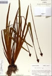 000050275-thumbnail.jpg