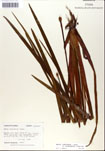 000050276-thumbnail.jpg