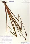 000050277-thumbnail.jpg
