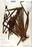 000050278-thumbnail.jpg