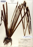 000050286-thumbnail.jpg