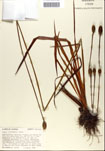 000050288-thumbnail.jpg