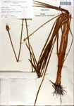 000050294-thumbnail.jpg