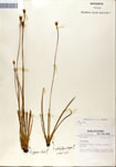 000050295-thumbnail.jpg