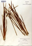 000050296-thumbnail.jpg