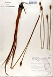 000050299-thumbnail.jpg