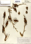 000053241-thumbnail.jpg