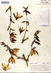 000053244-thumbnail.jpg
