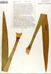 000053246-thumbnail.jpg