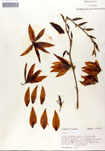 000053252-thumbnail.jpg