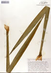 000053262-thumbnail.jpg