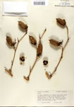 000053263-thumbnail.jpg