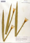 000053264-thumbnail.jpg
