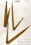 000053266-thumbnail.jpg