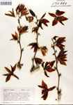 000053267-thumbnail.jpg