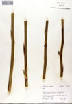 000053271-thumbnail.jpg