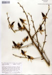000053277-thumbnail.jpg