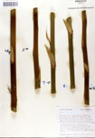000053286-thumbnail.jpg